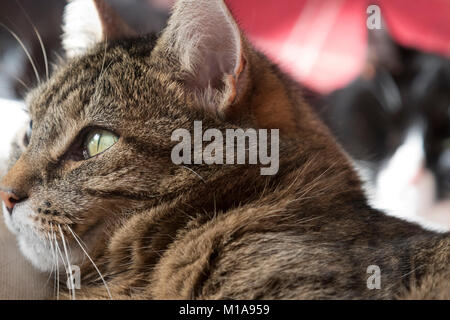 Tabby Katze mit schwarz-weissen Katze hinter Stockfoto