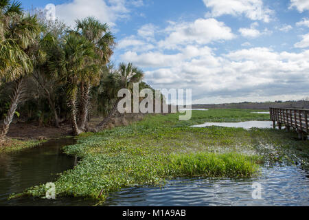 Gemini Springs Park, Buckingham, Florida Stockfoto