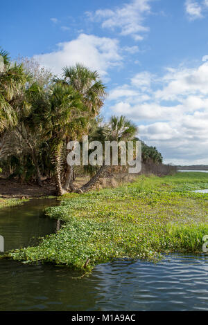 Gemini Springs Park, Buckingham, Florida Stockfoto