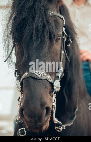 Nahaufnahme der Leiter der schwarzen Pferd Stockfoto