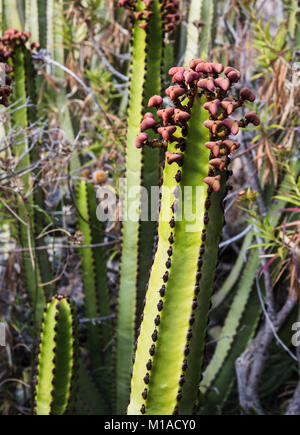 Euphorbia canariensis (Cardon, Kanarische wolfsmilch) Blüte im Juli in der Nähe von Arona, Teneriffa, Kanarische Inseln, Spanien. Es ist das Symbol für Gran Canaria Stockfoto