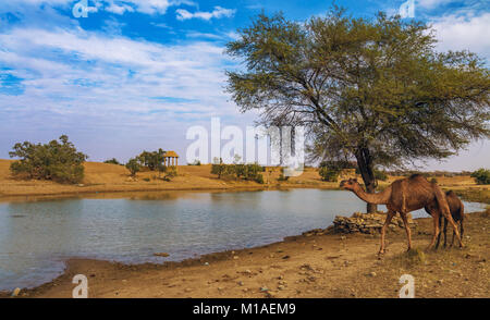Wilde Kamele in der Nähe einer Oase in der Wüste Thar, Jaisalmer, Rajasthan Indien. Stockfoto