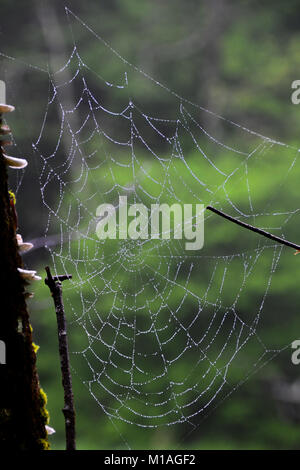 Tau Spinnennetz am frühen Morgen Wald. Stockfoto