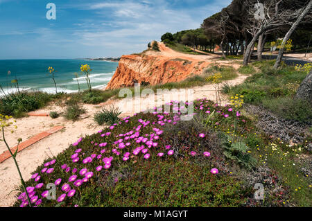 Küste bei Ohos de Aqua in der Nähe von Albufeira, Algarve, Portugal im Frühjahr mit Hottentot Abb. (Carpobrotus edulis) Blumen in voller Blüte Stockfoto