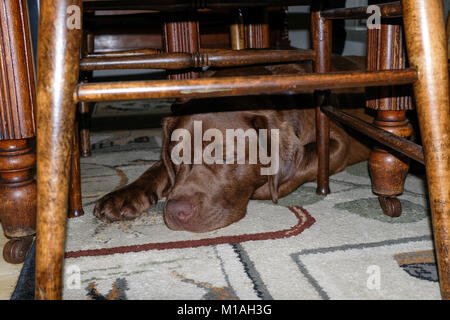 Müde chocolate Labrador Retriever schlafen unter dem Esstisch. Stockfoto