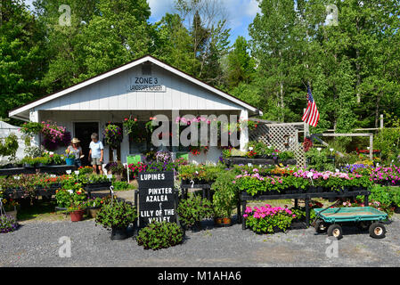 Zone 3 Landschaft Baumschule Mitte in den Einlass, New York USA bietet herzhafte Anlagen für die Adirondack Klima. Stockfoto