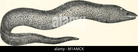 "Gifte; giftige Tiere und antivenomous Serum - Therapeutik" (1908) Stockfoto