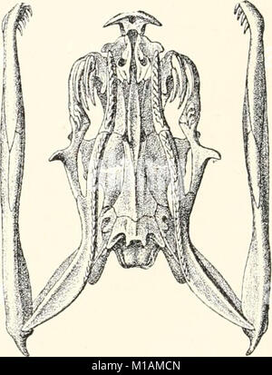 "Gifte; giftige Tiere und antivenomous Serum - Therapeutik" (1908) Stockfoto