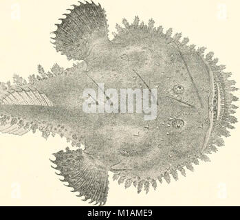 "Gifte; giftige Tiere und antivenomous Serum - Therapeutik" (1908) Stockfoto