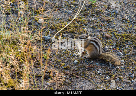 Mindestens Chipmunk Fütterung auf Gras Samen. Yellowstone National Park Stockfoto