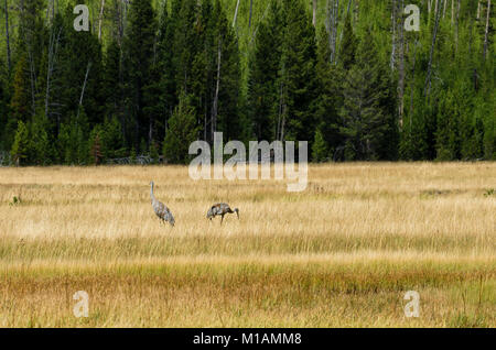 Paar Kanadakranichen Fütterung in eine Rasenfläche des Yellowstone National Park, Wyoming, USA Stockfoto