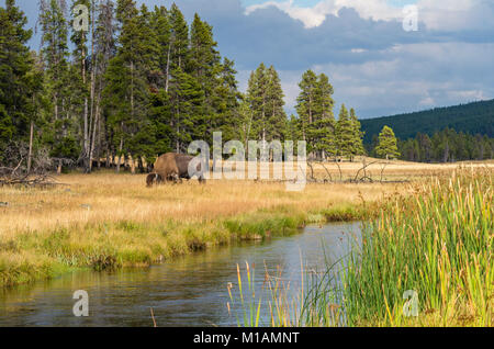 Einsame Bisons Weiden entlang der Nez Perce Creek im Yellowstone National Park, Wyoming, USA Stockfoto