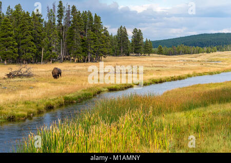 Einsame Bisons Weiden entlang der Nez Perce Creek im Yellowstone National Park, Wyoming, USA Stockfoto