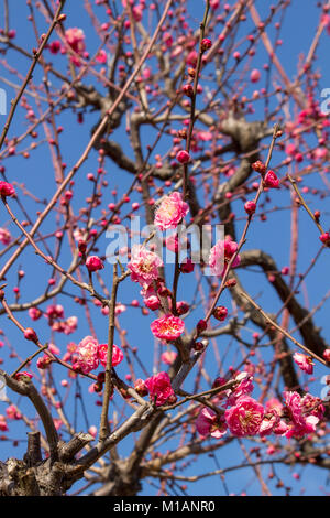 (27. Januar 2018 Osaka, Japan) Red Ume bloosoms Japanische Aprikose (Prunus) Blühende an einer Ecke der Pflaume Garten in Osaka Castle Park Stockfoto