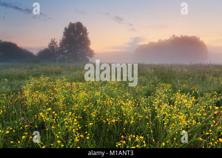 Gelbe Wildblumen auf der Wiese am Morgen. Misty Frühling Landschaft. Stockfoto