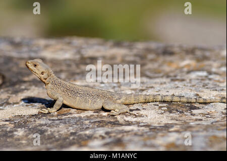 Eine Echse am Gobustan Nationalpark, Aserbaidschan gesehen. Ein UNESCO Weltkulturerbe. Stockfoto