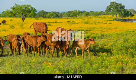 Texas, Hill Country, Vieh auf der Weide, gelbe Wildblumen Stockfoto