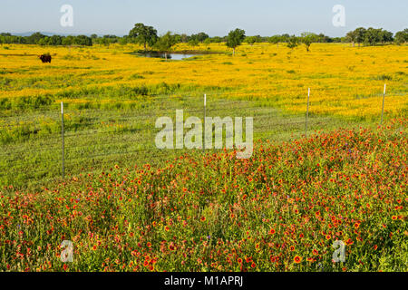 Texas, Hill Country, Rot und Gelb, wildflowers, Vieh auf der Weide Stockfoto