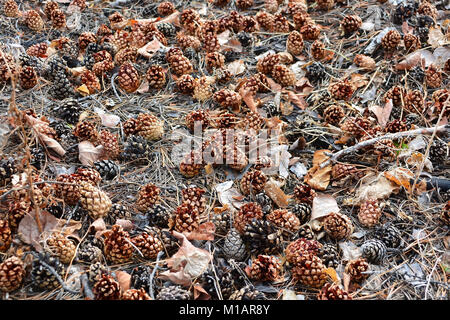 Tannenzapfen im Gartengeschoss mit trockenen Nadeln. Stockfoto