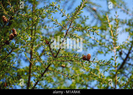 Aus lärche Baum im Frühjahr Detail. Niederlassung und Kegel aus einer Lärche Stockfoto