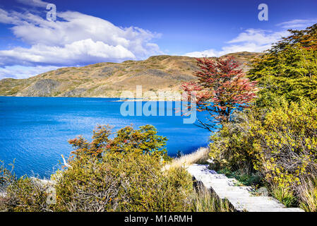 Torres del Paine, Chile. Herbst austral Landschaft in Patagonien mit Lago el Toro in Südamerika. Stockfoto