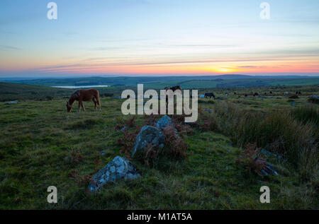 Ponys auf Bodmin Moor bei Sonnenuntergang Stockfoto