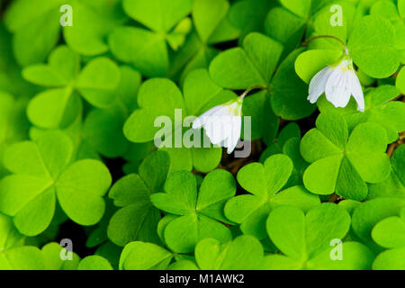 Teilweise Schuß aus Stahl Feuer fluchttreppen vor beige Wand. Regentropfen auf der Hand Geländer. Stockfoto