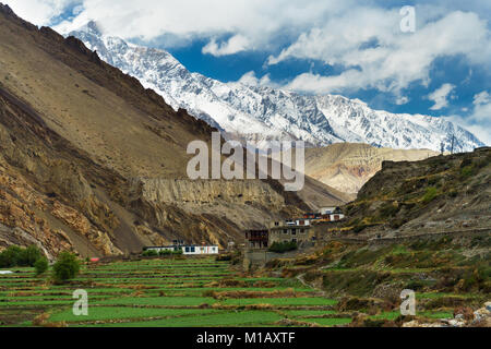 Häuser mit Blick auf die terrassierten Feldern in Kagbeni, Upper Mustang, Nepal. Schneebedeckten Gipfel der Annapurna im Hintergrund. Stockfoto