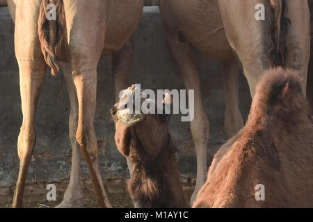 Kamel im Camel Zucht in Bikaner, Rajasthan, Indien Stockfoto