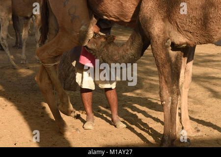 Melkzeit im Camel Zucht in Bikaner, Rajasthan, Indien Stockfoto