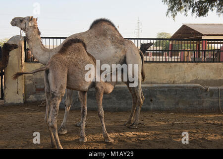 Melkzeit im Camel Zucht in Bikaner, Rajasthan, Indien Stockfoto