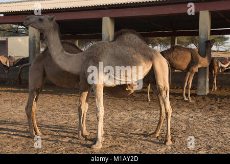 Melkzeit im Camel Zucht in Bikaner, Rajasthan, Indien Stockfoto