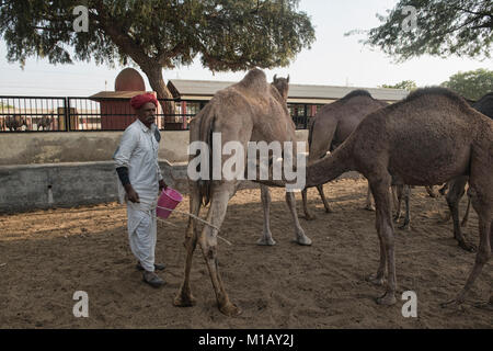 Melkzeit im Camel Zucht in Bikaner, Rajasthan, Indien Stockfoto