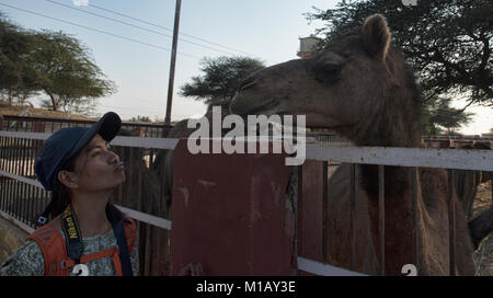Enge Begegnung auf dem Kamel Zucht in Bikaner, Rajasthan, Indien Stockfoto