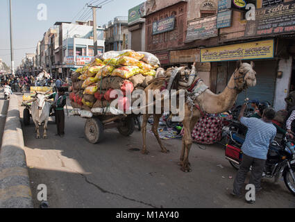 Kamele sind für Verkehrsmittel in Bikaner, Rajasthan, Indien verwendet Stockfoto