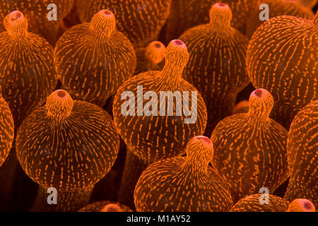 - Nahaufnahme, abstrakte Unterwasser Foto der Tentakel auf ein helles Neon Orange Bubble-tipp Seeanemone, in Sangeang Island, Indonesien. Stockfoto