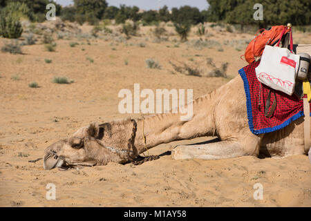 Müdes Kamel in der Wüste Thar, Rajasthan, Indien Stockfoto