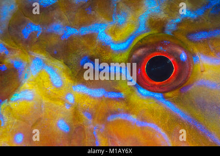 Close-up, abstrakte Unterwasser Foto des Auges und bunten Körper Muster einer Viele-bar Meerbarben im Komodo National Park, Indonesia. Stockfoto