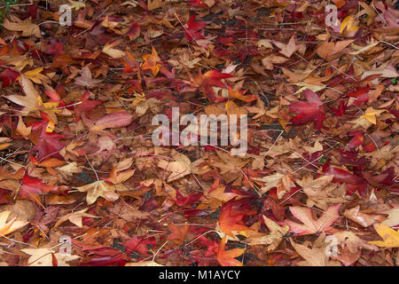 Blätter im Herbst von den Bäumen gefallen auf die Straße vollständig bedeckt, erstellen Hintergrund mit braunen und goldenen Blätter. Stockfoto