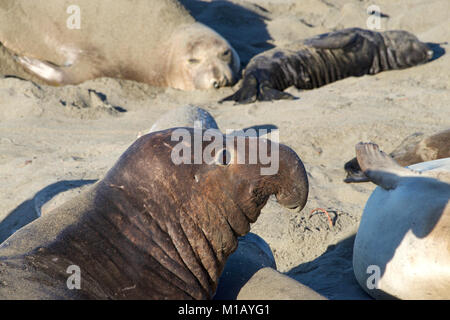 Nahaufnahme der männlichen Elephant seal Verlegung an einen Strand. Seeelefanten haben ihren Namen von den grossen Rüssel der erwachsenen Männchen (Bullen), die eine ähnelt Stockfoto