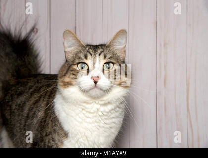 Porträt eines braunen und weißen tabby Katze beim Betrachter. Helles Holz Wand Hintergrund. Stockfoto