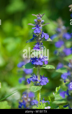 Ajuga genevensis, Heide-Guensel, Blau bugle Stockfoto