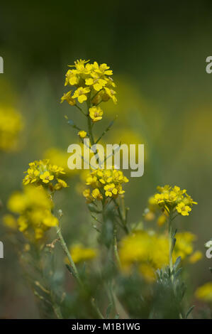 Alyssum montanum ssp. Gmelinii, Sand-Steinkraut, schleichende Korb von Gold Stockfoto