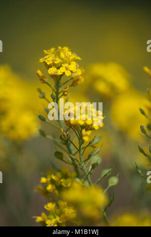 Alyssum montanum ssp. Gmelinii, Sand-Steinkraut, schleichende Korb von Gold Stockfoto