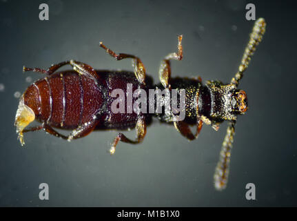 Sawtoothed Korn Käfer. Die mikroskopische Welt. Stockfoto