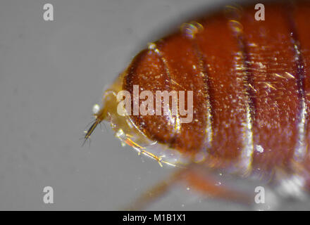 Sawtoothed Korn Käfer. Die mikroskopische Welt. Stockfoto