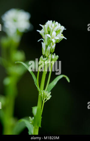 Arabis sagittata, Pfeil-Gaensekresse, Pfeil-leaved Rock-Cress Stockfoto