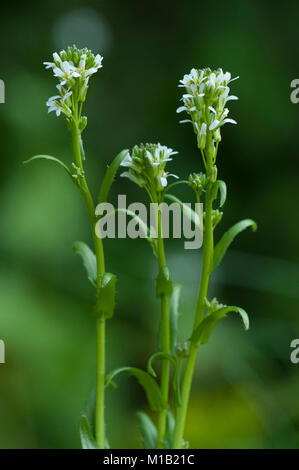 Arabis sagittata, Pfeil-Gaensekresse, Pfeil-leaved Rock-Cress Stockfoto