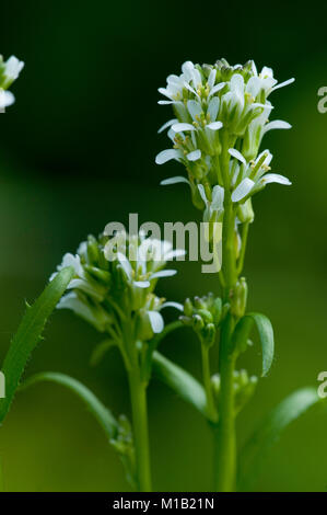 Arabis sagittata, Pfeil-Gaensekresse, Pfeil-leaved Rock-Cress Stockfoto