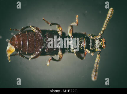 Sawtoothed Korn Käfer. Die mikroskopische Welt. Stockfoto